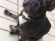 Adoption de bouledogue fran&ccedil;ais