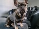 Adoption de bouledogue fran&ccedil;ais