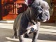 Adoption de bouledogue fran&ccedil;ais