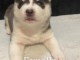 Husky de Sib&eacute;rie n&eacute; le 14/05/2021