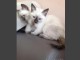 Deux chatons types siamois &agrave; donner 