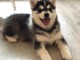 Magnifique HUSKY SIB&Eacute;RIEN &agrave; adopter 