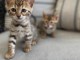 superbe chats de race Bengal