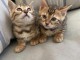 Chatons races bengal 