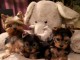 Chiot Yorkshire a donner