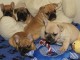 Adorables chiots bouledogue fran&ccedil;ais lof 