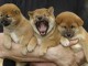 Adorables chiots shiba inu lof