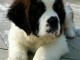 Adorables chiots saint bernard lof 