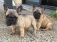 Adorables chiots bouledogue fran&ccedil;ais lof 