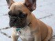 Adoption de bouledogue fran&ccedil;ais