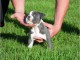 3 mois A donner Chiot M&acirc;le american bully