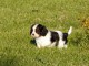Chiots Cavaliers King Charles lof a donner