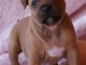 Chiots Staffordshire Bull Terrier lof a donner