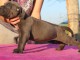 chiots cane corso LOF a donner
