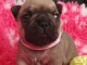  a donner contre bon soin chiot bouledogue fran&ccedil;ais 