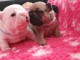  a donner contre bon soin chiot bouledogue fran&ccedil;ais 
