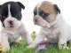 Magnifique chiots bulldog Fran&ccedil;ais a adopter