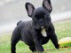 Magnifique chiots bulldog Fran&ccedil;ais a adopter