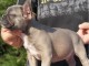 Magnifique chiots bouledougue Fran&ccedil;ais a adopter