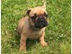 Magnifique chiots bouledougue Fran&ccedil;ais a adopter