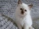 Magnifique chaton sacr&eacute; de birmanie en adoption