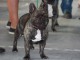 Magnifique chiots bouledougue Fran&ccedil;ais a adopter