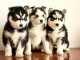 Magnifique chiot husky sib&eacute;rien