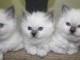 Magnifique chatons sacr&eacute; de Birmanie disponibles.