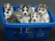 Magnifique chiots de Husky Sib&eacute;rien pour Adoption 