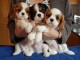 Adorables Chiots Cavaliers King Charles Pure Race