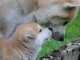   Magnifiques Chiots Akita Inu Pure Race
