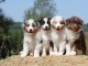    Magnifiques Chiots Berger Australien Pure Race