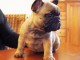 Magnifique chiot bouledogue anglais disponible