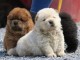 Magnifiques Chiots Chow Chow Pure Race