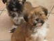 Superbes Chiots Lhassa Apso Pure Race