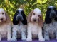  Superbes Chiots Cocker Spaniel