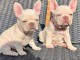 Magnifique chiots de bouledogue fran&ccedil;ais pour Adoption 