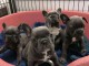 Magnifique chiots de bouledogue fran&ccedil;ais pour Adoption 