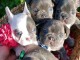 Magnifique chiots de bouledogue fran&ccedil;ais pour Adoption 