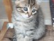 Chaton femelle &agrave; r&eacute;server