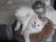 Magnifiques chatons Norv&eacute;giens 