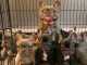 Magnifique chiots de bouledogue fran&ccedil;ais pour Adoption 