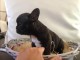 Magnifique chiots Bouledogues Fran&ccedil;ais disponible pour adoption