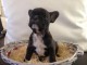 Magnifique chiots Bouledogues Fran&ccedil;ais disponible pour adoption