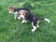 Adorable  chiots beagle disponible pour adoption