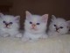 Magnifique Chatons Sacr&eacute; de Birmanie
