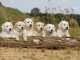 Chiots Golden retriever