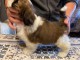 Magnifique  chiot shih tzu &agrave; donner