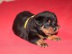 Adorable chiot  Berger de Beauce a donner