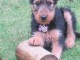 Chiots airdela terrier